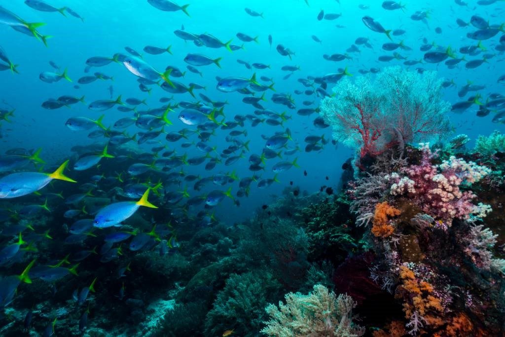 acidification des océans