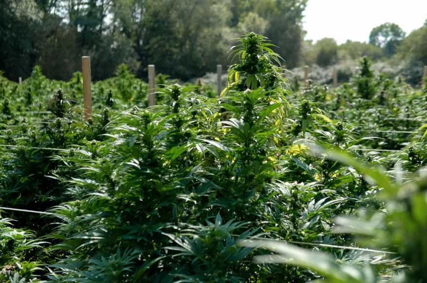 jungle grower interview