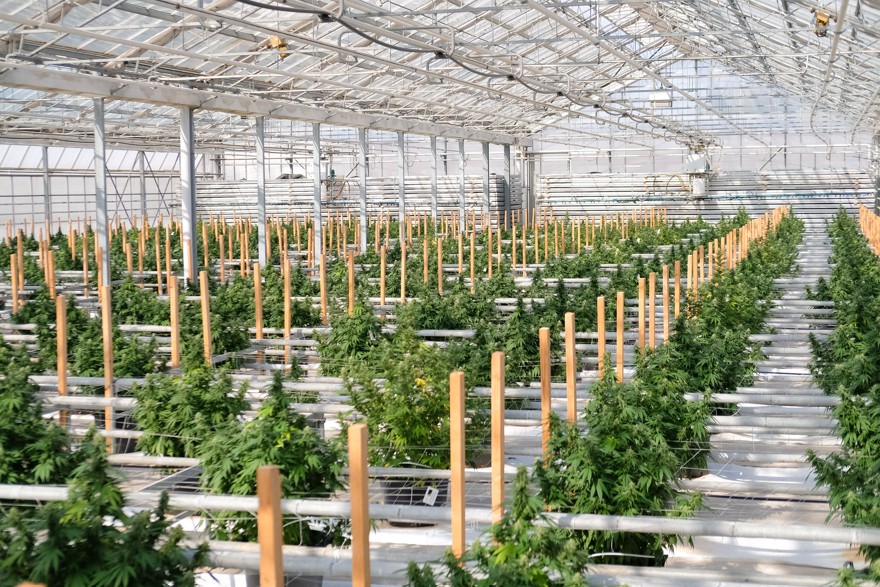production cbd jungle grower