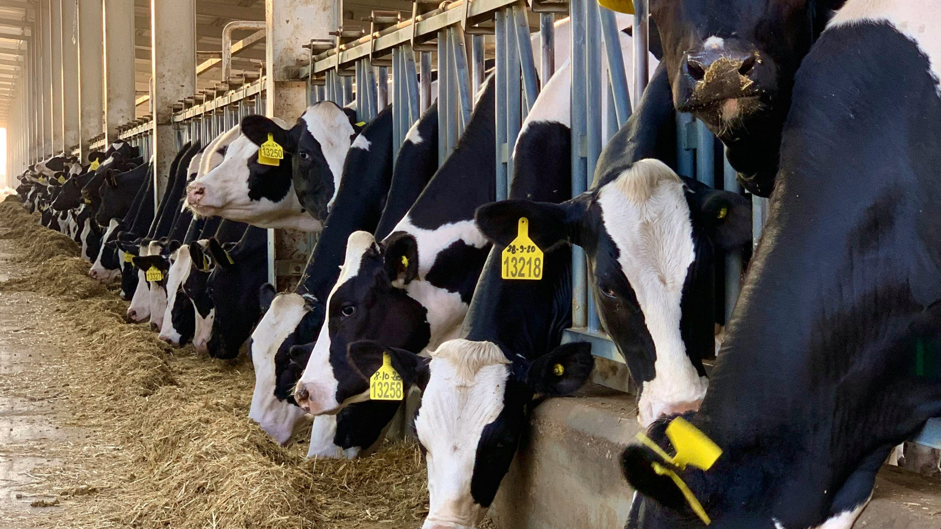 Élevage bovin : comment préparer son exploitation aux interventions les plus courantes ?